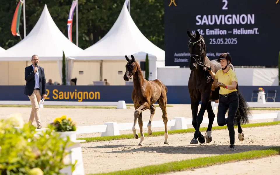 Sauvignon duurste veulen op première Verdener Championats-Auktion featured image