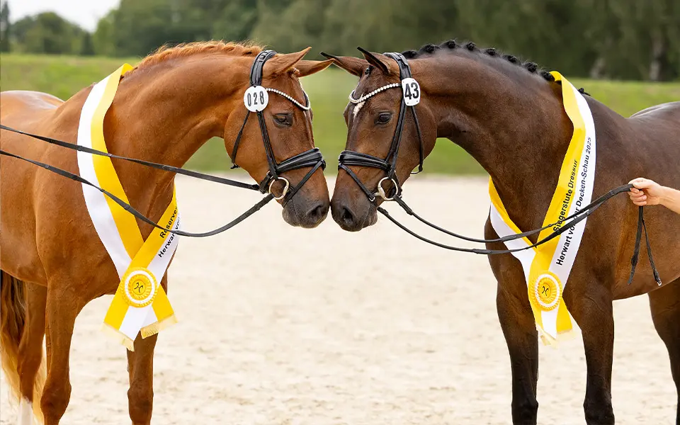 KWPN-hengsten Jovian en Untouchable leveren kampioenen Herwart von der Decken-Schau featured image