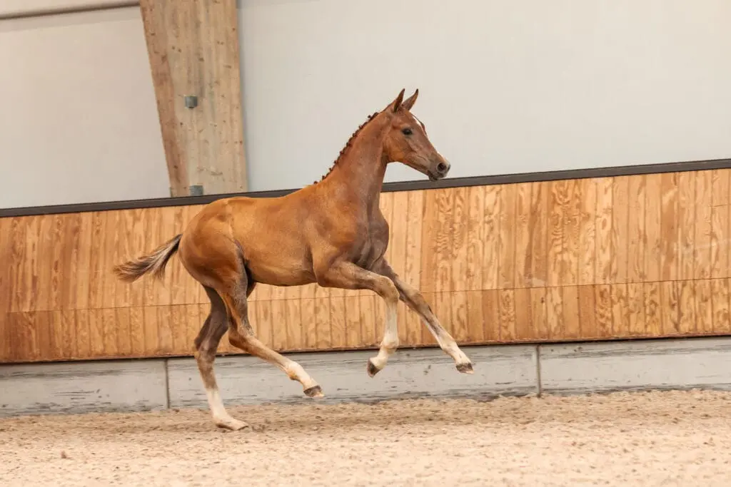 Laatste kans! Vanavond sluit de KWPN Online Foal Auction featured image