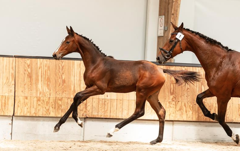 9.500 euro voor Drummer 2000 TN Z-zoon in eerste KWPN Online Veulenveiling van het seizoen featured image