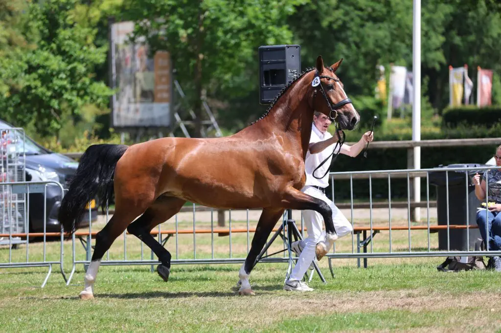 Jury draait volgorde van Dag van het Gelders Paard om bij oudere merries featured image
