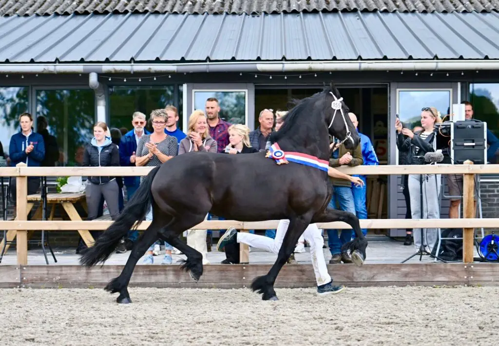 Fenomenaal dravende Else (Jehannes 484) wint Fokdag Wolvega featured image