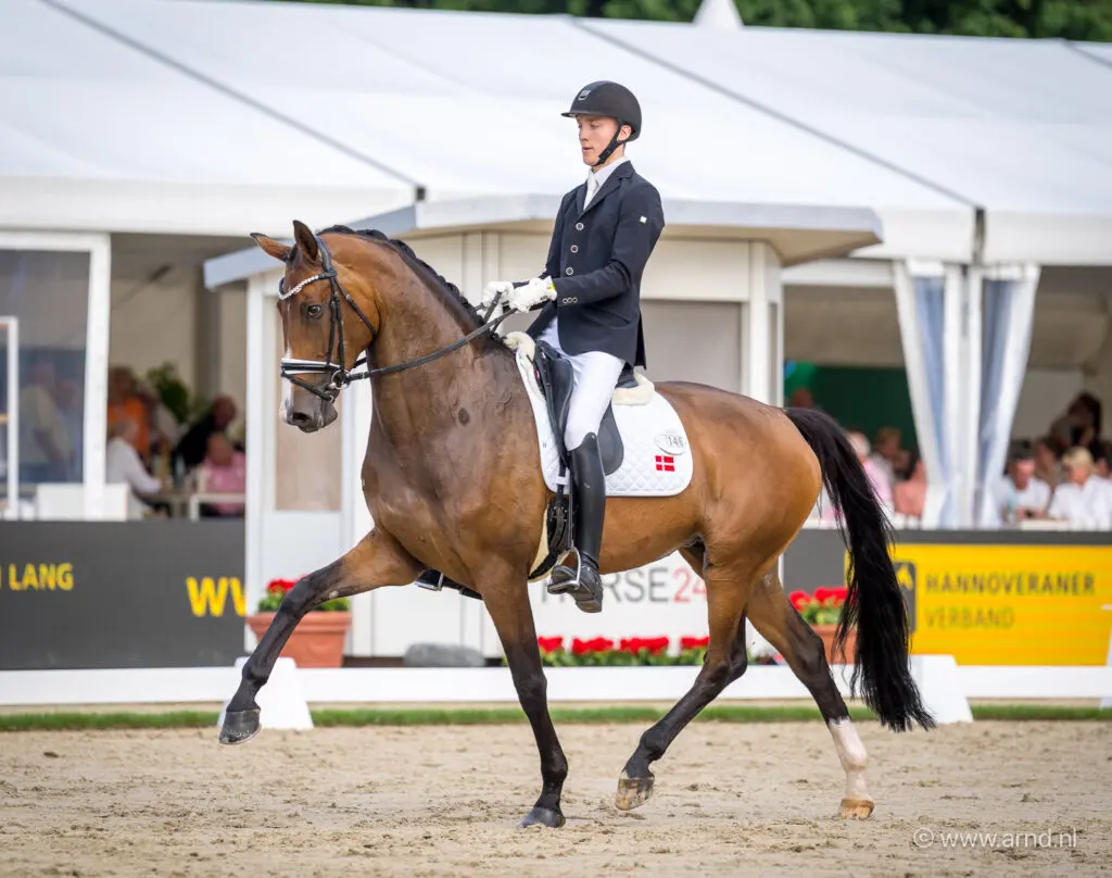 WK-zilveren merrie Brandtbjergs Divya verkocht featured image