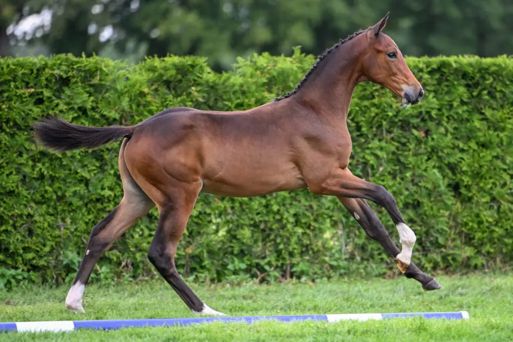 Kwaliteit uit topstammen in Highfield Auctions en full service!  featured image