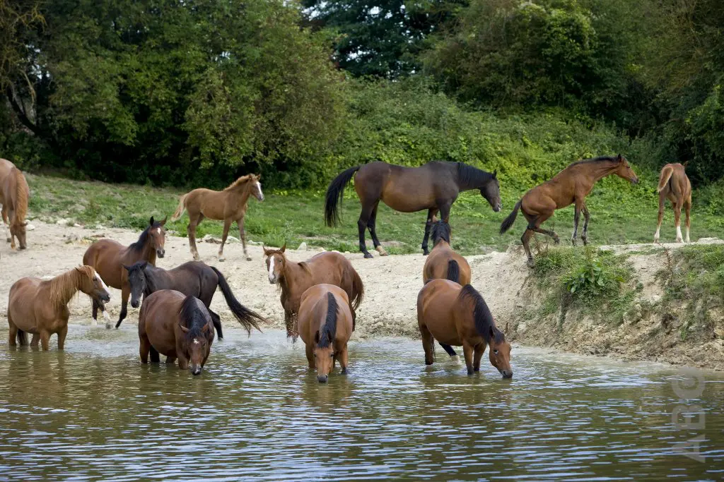 Meer dan weiland: hoe paarden en natuur samen floreren featured image