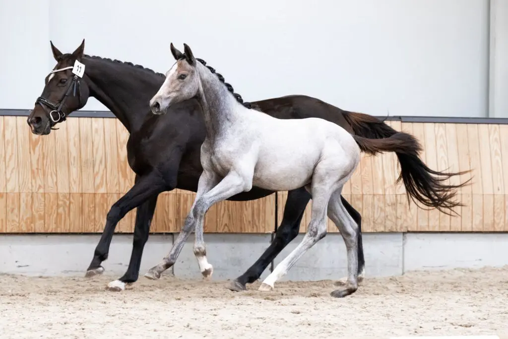 Laatste kans! Vanavond sluit de KWPN Online Foal Auction featured image