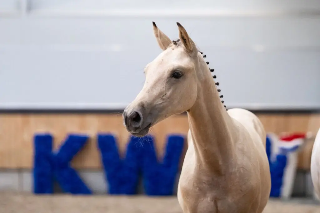 Bieden van start! KWPN Online Auction sluit maandagavond featured image