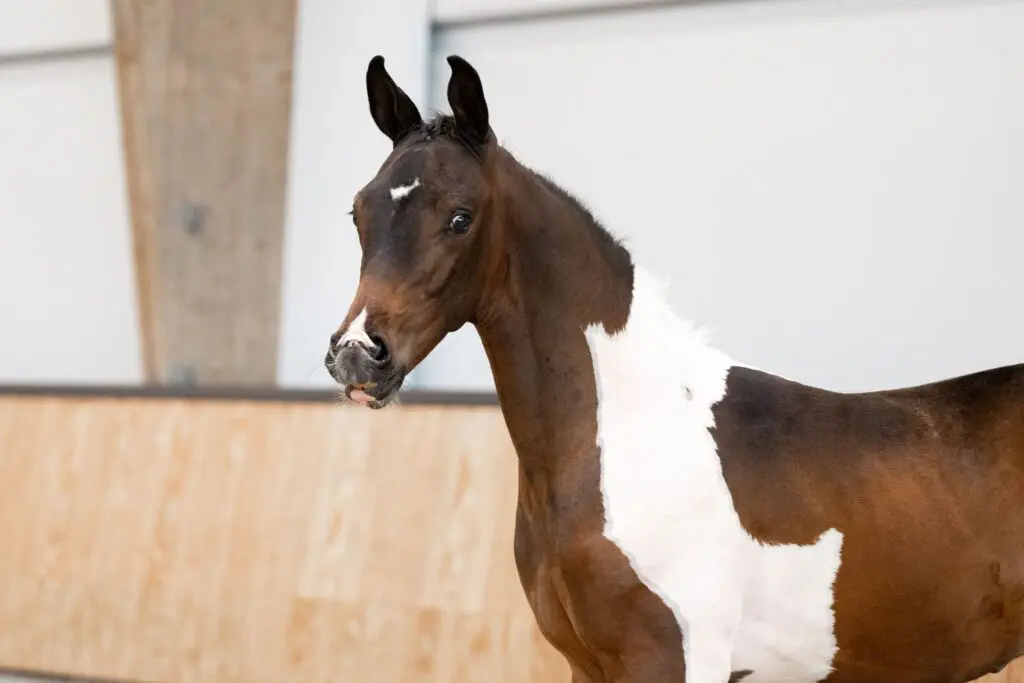 Laatste kans! Vanavond sluit de KWPN Online Foal Auction featured image