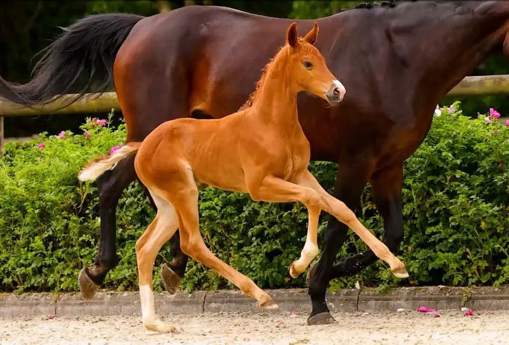 Nederlander koopt veilingtopper Hannover featured image