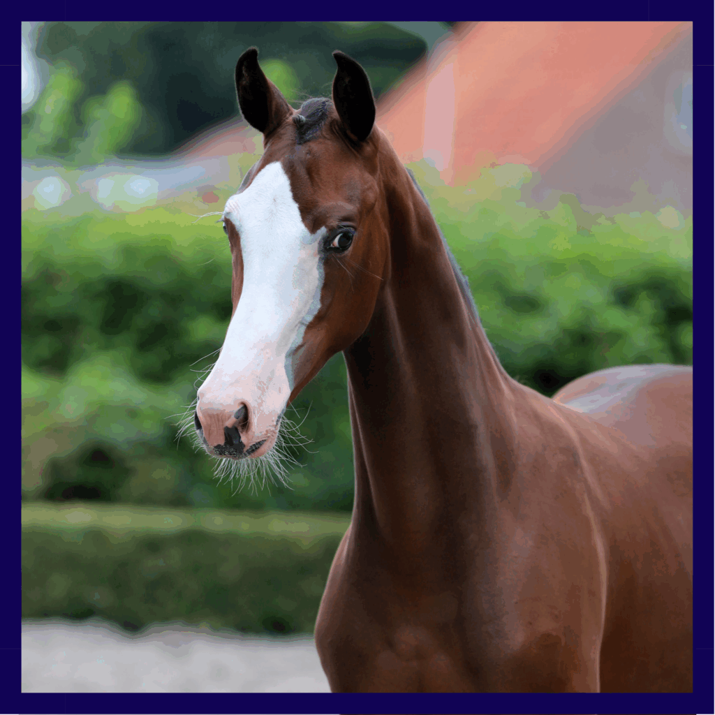 Stal Brouwer Auctions brengt toonaangevende veulencollectie onder de hamer in Exloo featured image