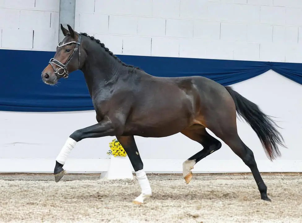 Ponyforum: Neunelfer WS levert veilingtopper featured image