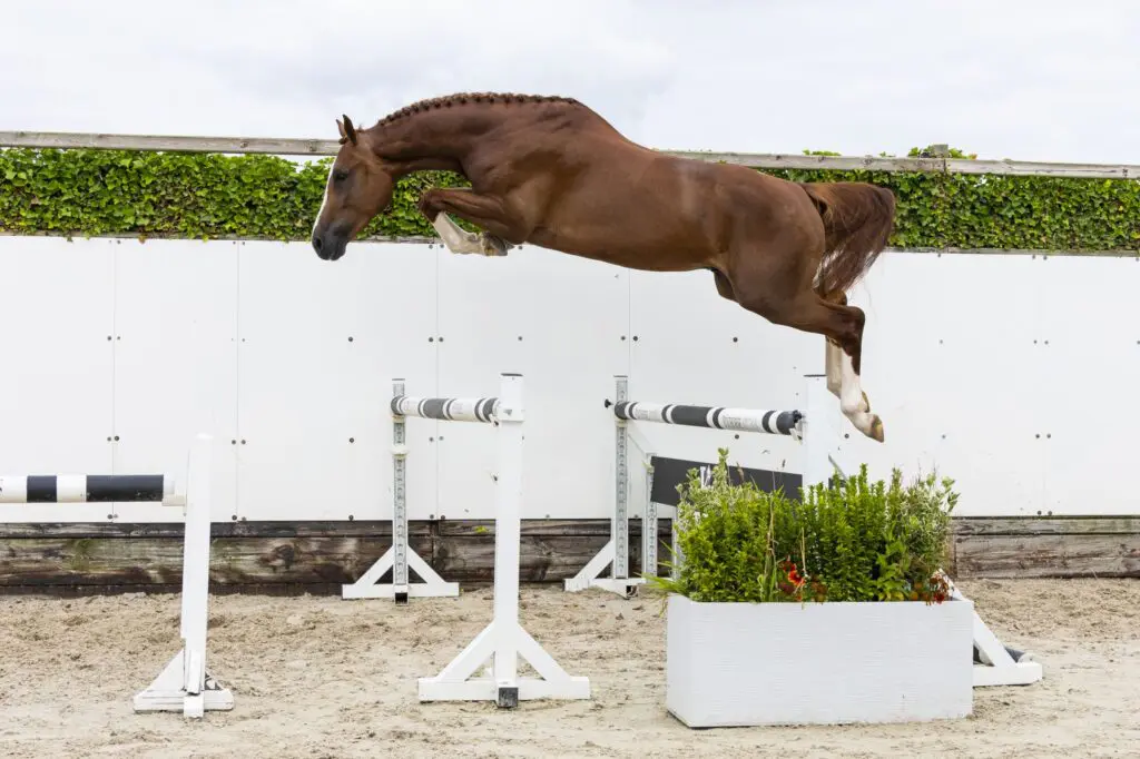 Youhorse.auction: 75.000 euro voor 3-jarige Priority van Bouchaute Z featured image