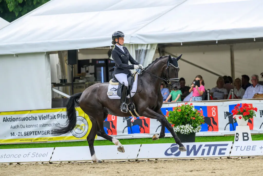 BuCha: Oldenburger kampioene Royal Hope OLD wint kwalificatie vijfjarige dressuurpaarden featured image