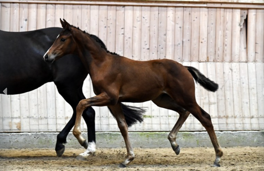 Opnieuw veilingtopper voor Viva Gold featured image