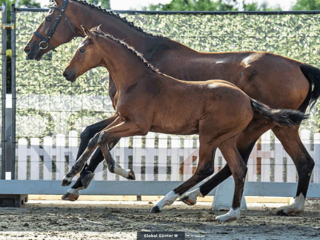 Westfalen verkoopt 450 veulens voor rond 5 miljoen in 2025 featured image