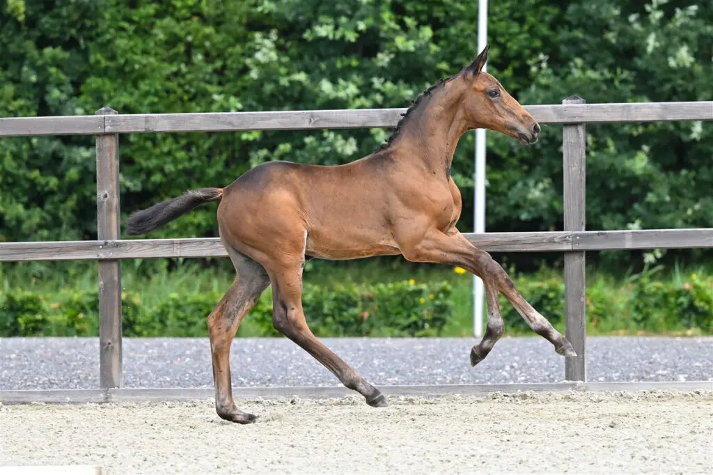 Sport in moederlijn kenmerkt veulencollectie veiling Dronten featured image