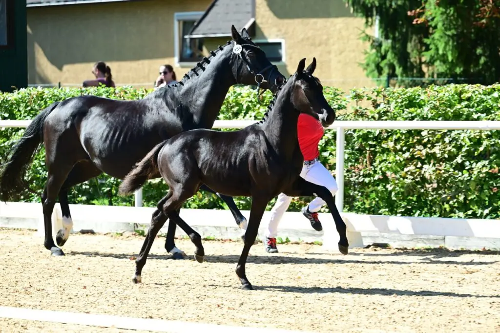 AWÖ-veiling: 24.000 euro voor Best Secret-dochter featured image