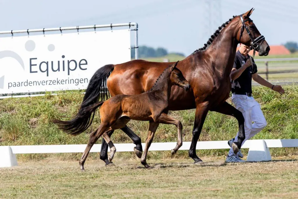 Van Olst Sales: 17.000 euro voor Renzo x Vivaldi featured image