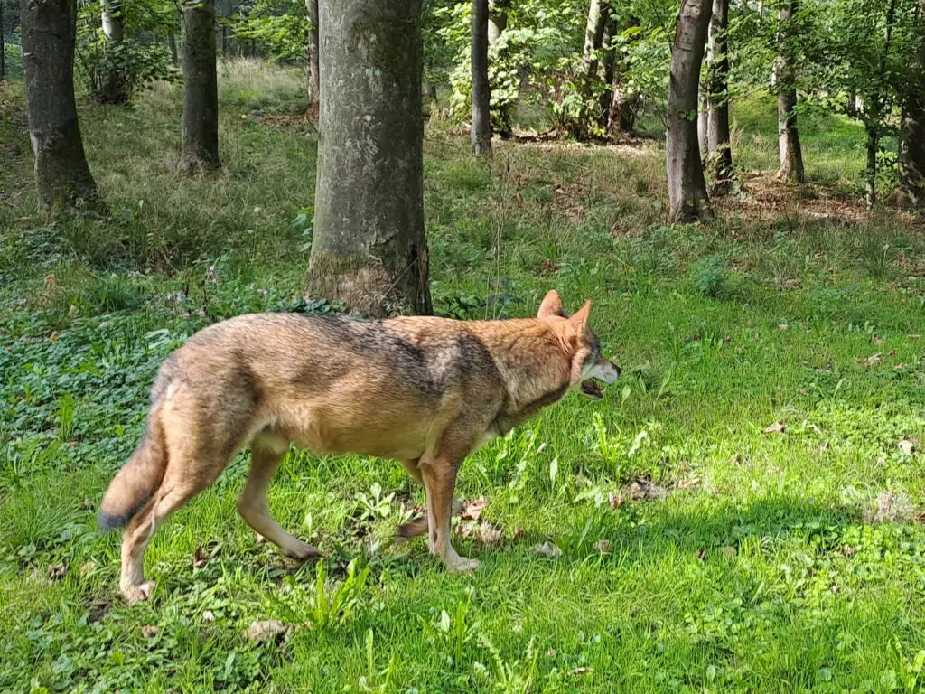 Gelderland wil meer bevoegdheid burgemeesters bij noodsituaties met wolf featured image