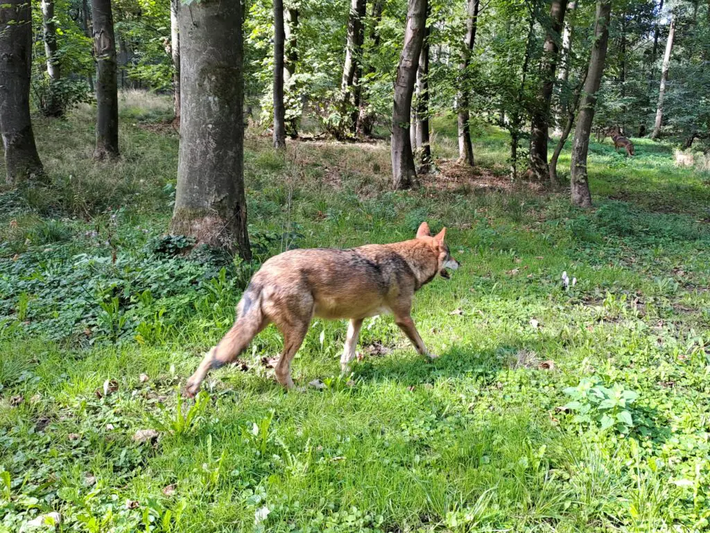In 40 weken bijna evenveel wolvenaanvallen als in heel 2024 featured image