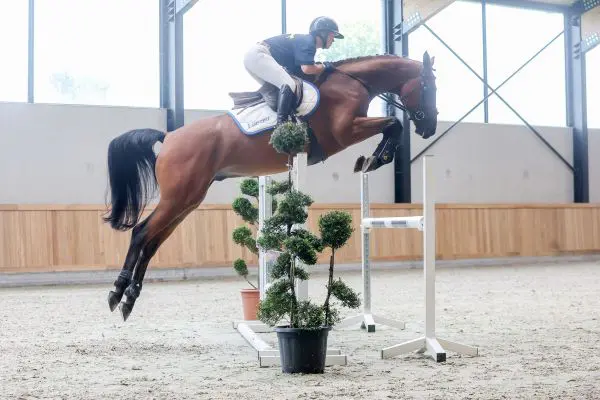 Zangersheide 365: 41.000 euro voor Ducati van Schuttershof-zoon Oreo featured image