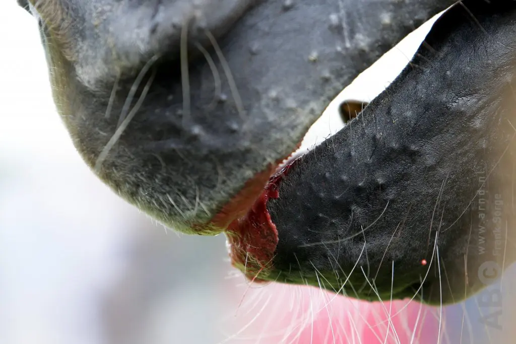 FN stemt tegen versoepeling van de bloedregel featured image