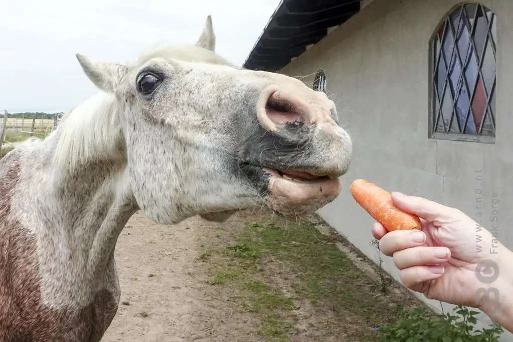 Verkiezingen 2025: Wat kiezen paardenmensen? featured image