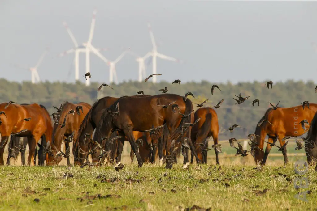 Paardensector pakt haar plek in duurzaamheidsprogramma featured image