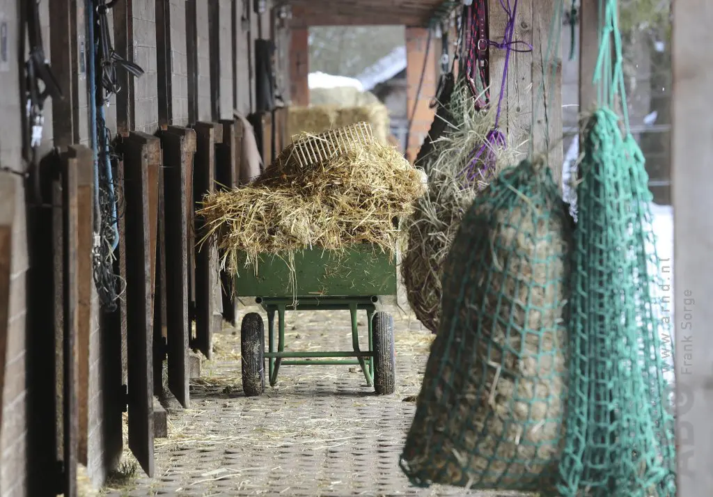 Onderzoek bevestigt dat verrijking in stallen het welzijn bij paarden stimuleert featured image