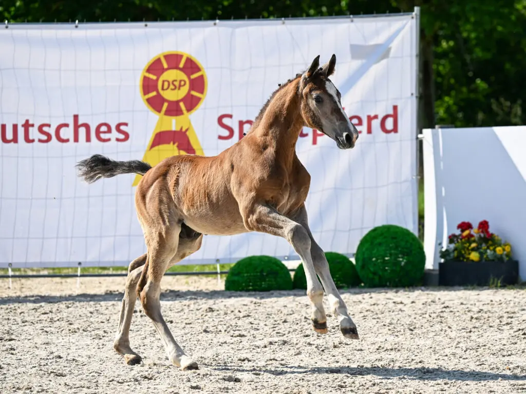 DSP veulenveiling: 17.000 euro voor zoon van Arezzo Man featured image