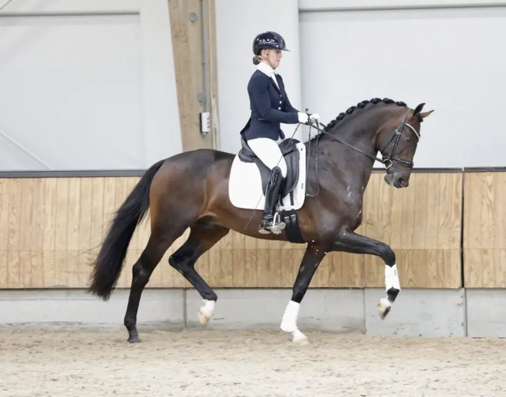 KWPN VO: Mee- en tegenvallers op eerste zadelpresentatie featured image