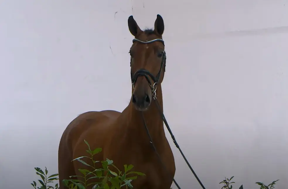 PS Online: drie jonge paarden rond een ton, Charino PS levert veilingtopper featured image