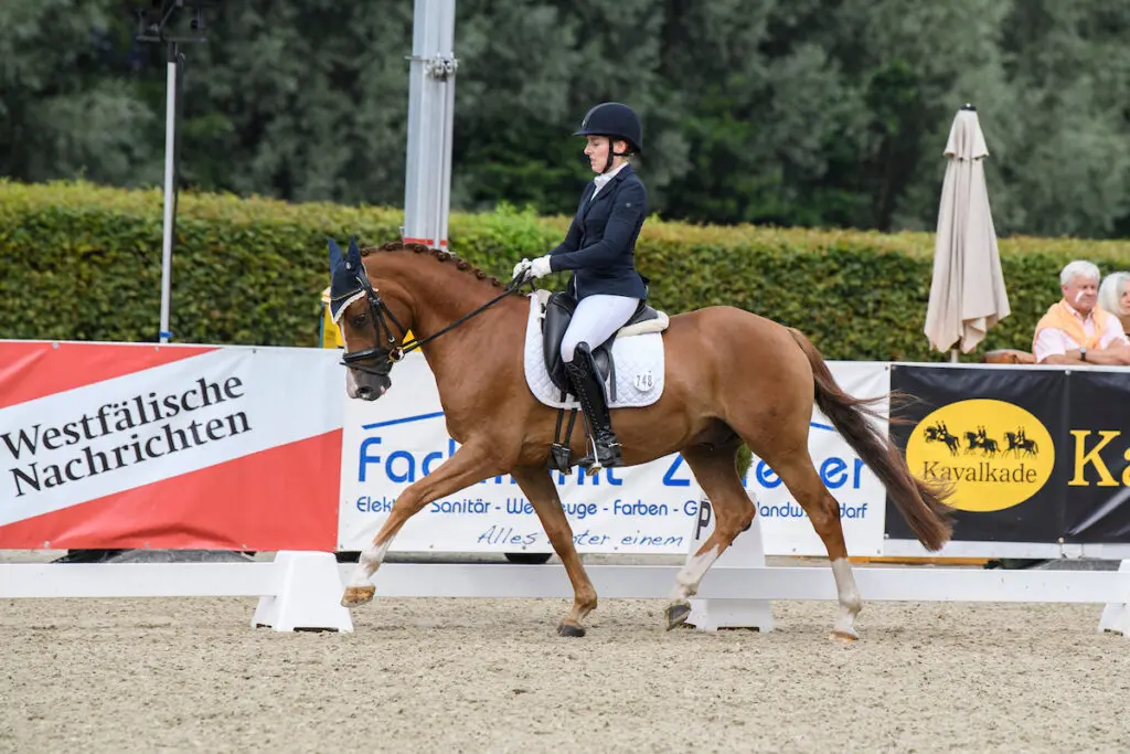 Ponyforum: Twee keer 28.500 euro voor E-pony’s featured image