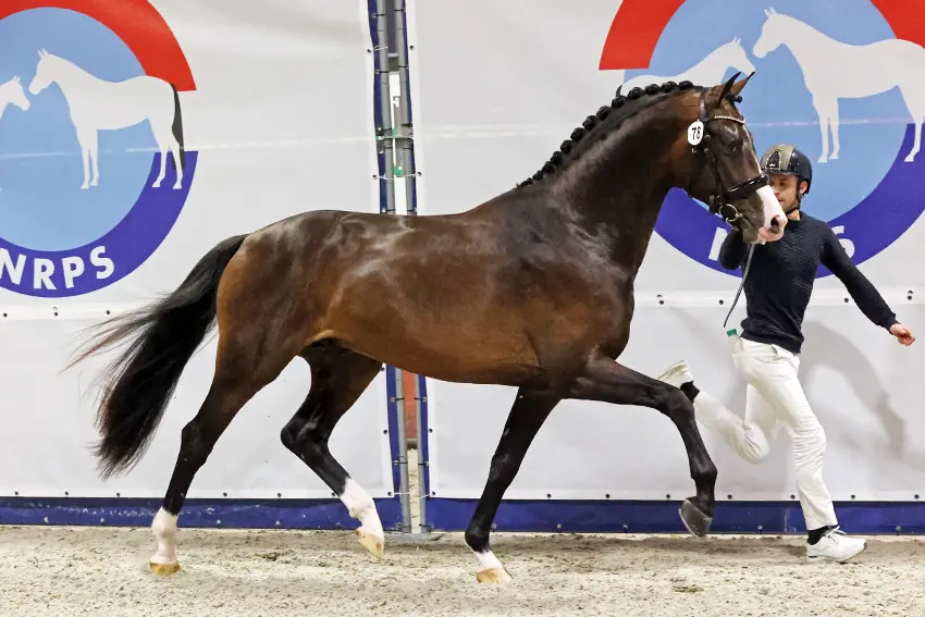 Hengstenkeuring NRPS krijgt nieuwe opzet featured image