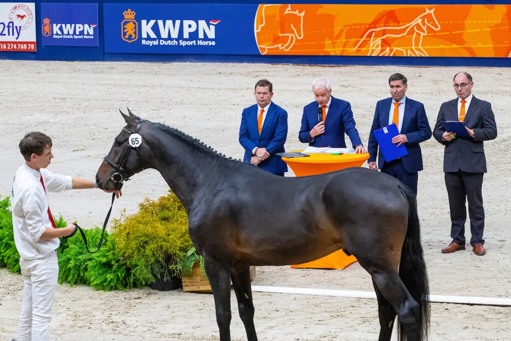De fokkerij als fundament van de paardensport centraal in het Fokkerscafé van Indoor Friesland featured image