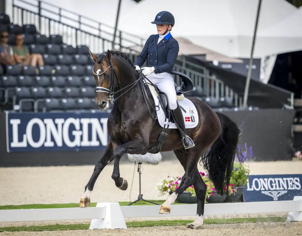 IBOP Luttenberg: NMK-merrie Spring Nal T scoort 81,5 featured image