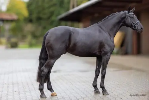 Trakehner Verband keurt Sarasani-zoon Madelios goed featured image
