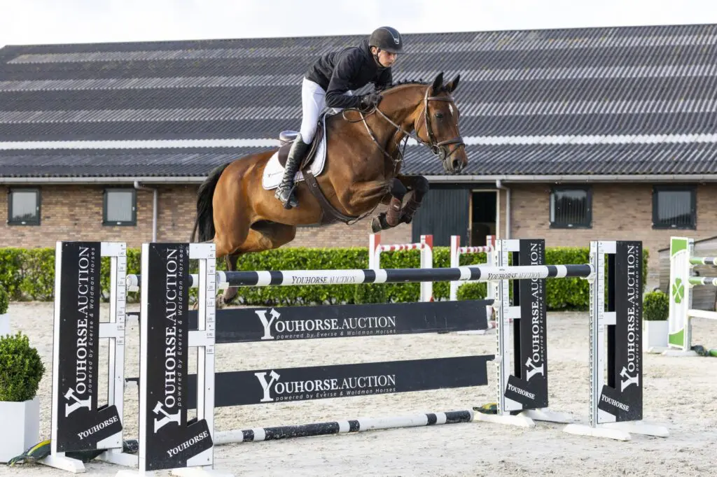 Youhorse.auction: Quickborn opent gouden editie met 34.000 euro featured image