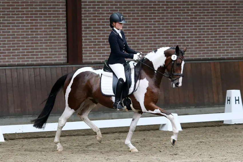NRPS ABOP: Hoogste scores voor Rainbow Marin-SB en Pronk Stable’s Magic featured image