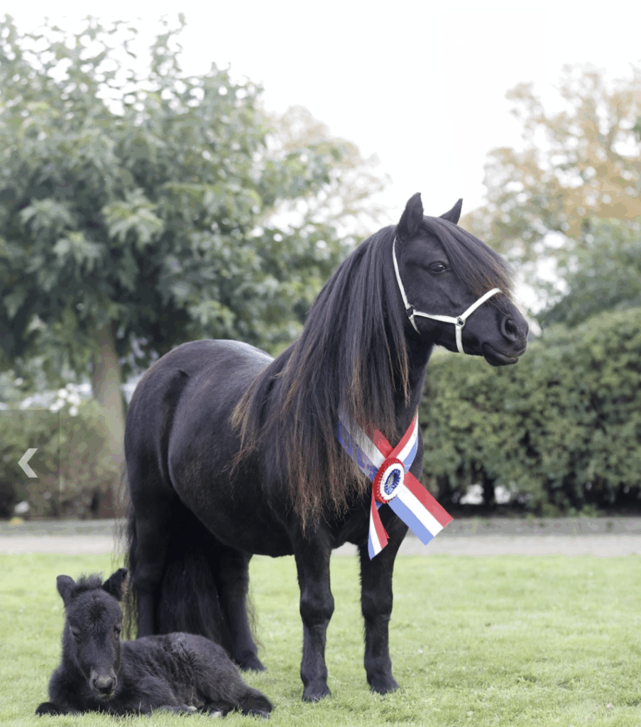 Stal de Toom en Teun Aleven stelen de show met pony’s op NK NSPS featured image