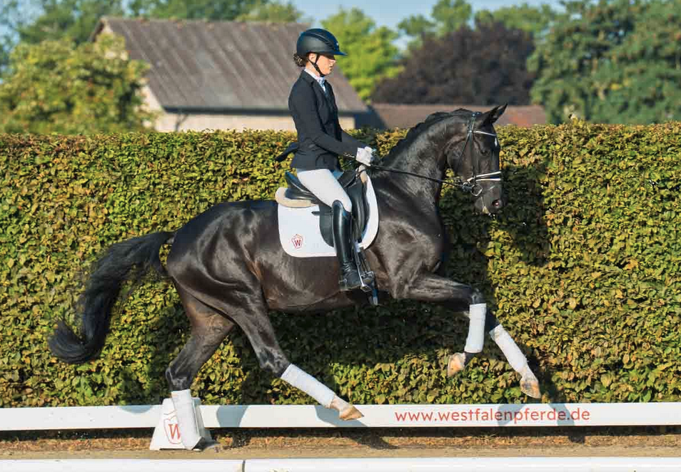 355.000 euro voor vierjarige For Romance-dochter in Westfalen featured image