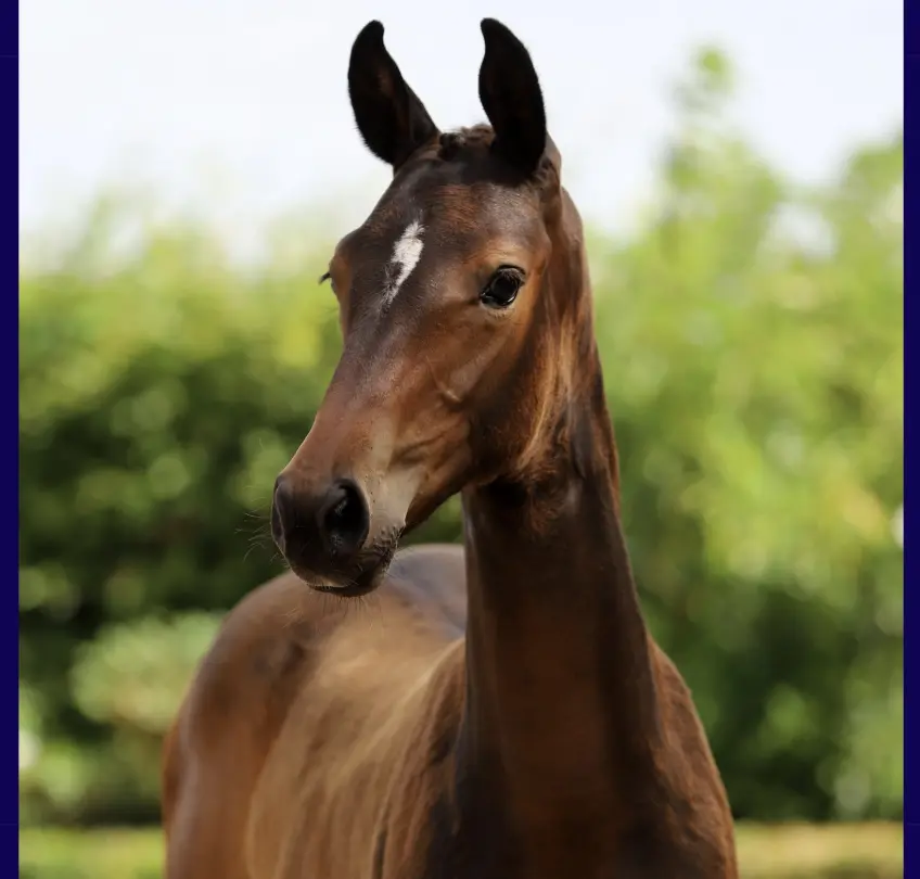 80 veulens onder de hamer op Stal Brouwer Auctions HJC Manege in Tolbert featured image
