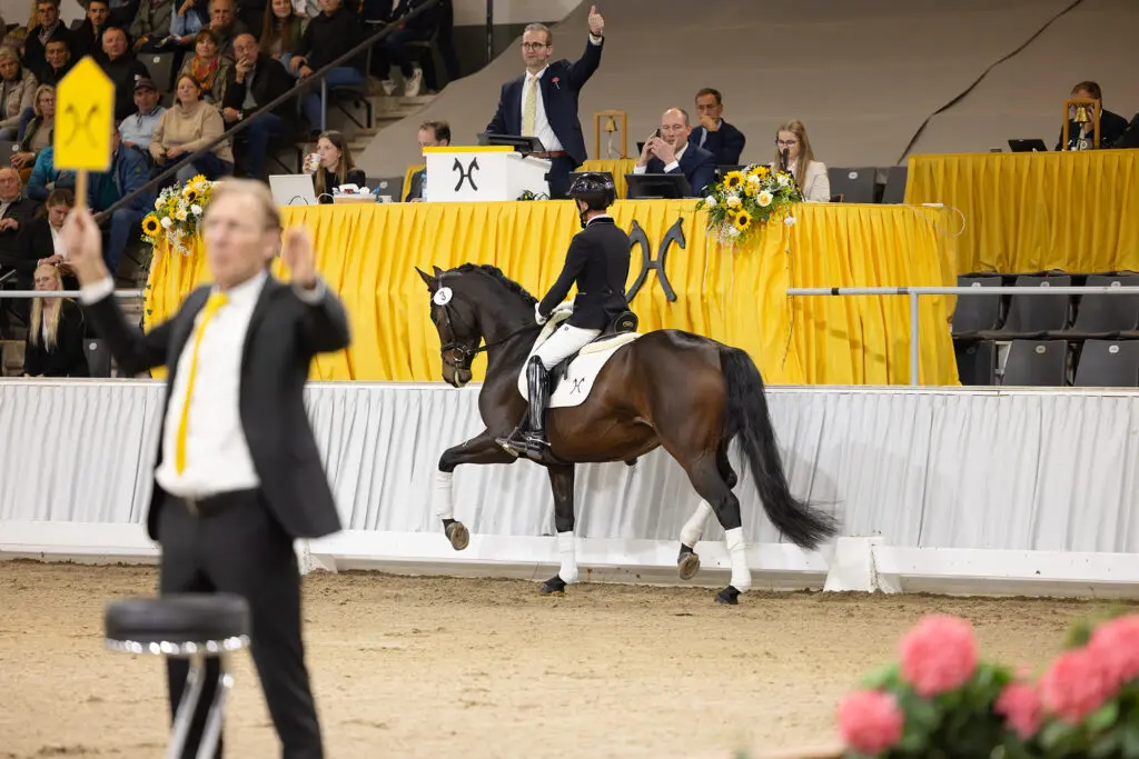 350.000 euro voor Hannoveraans kampioen Vantastica featured image