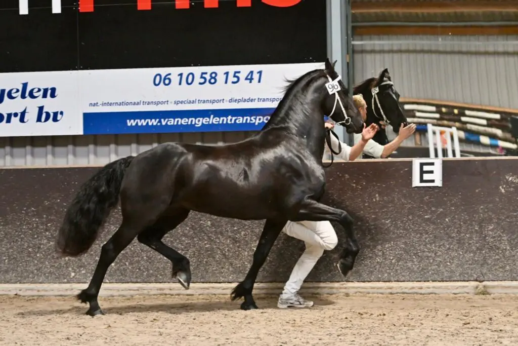 KFPS Stamboekkeuring Nunspeet: vier merries door naar promotiekeuring featured image