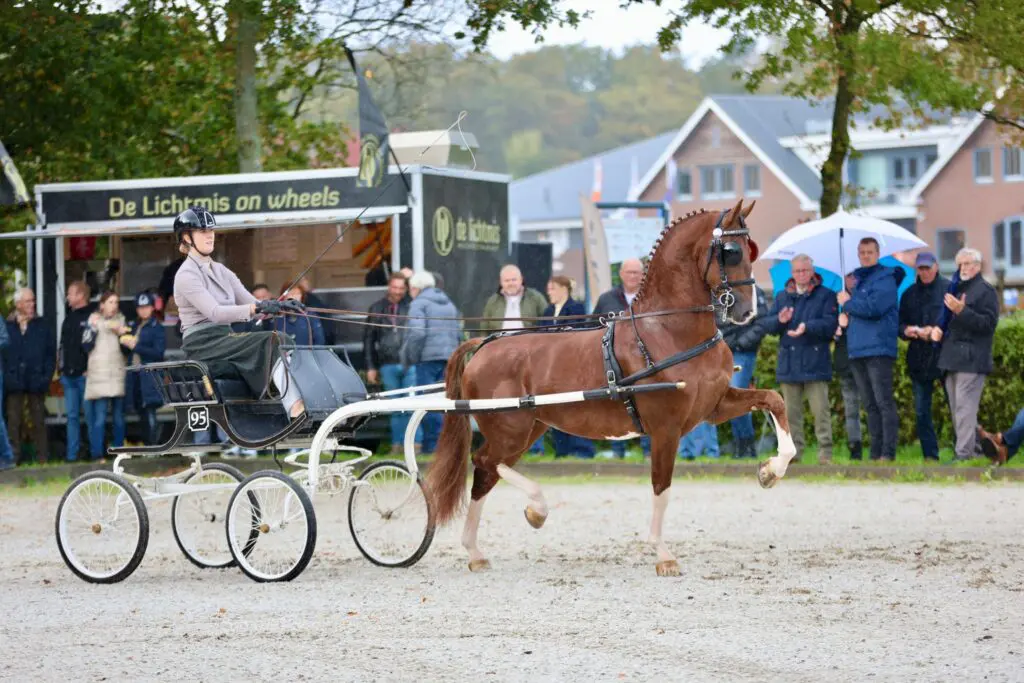 KWPN Najaarsonderzoek tuigpaarden: Palladium topper, vier hengsten ingeschreven featured image