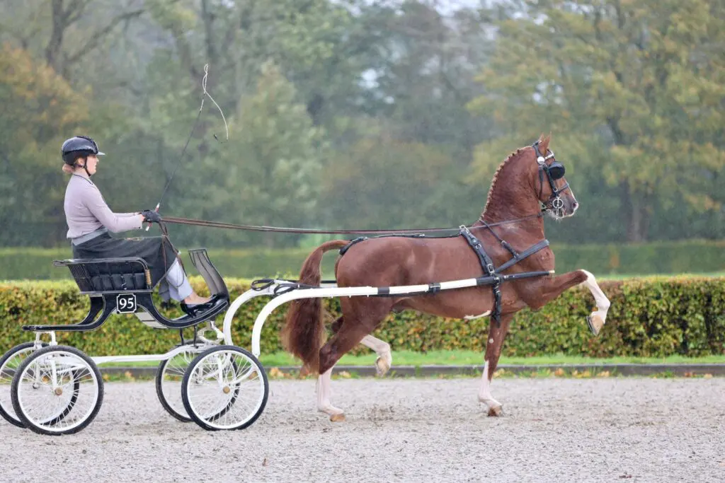 Nieuwe tuigpaardjaargang gevormd door zij-instromers en vraagtekens bij selectietraject featured image