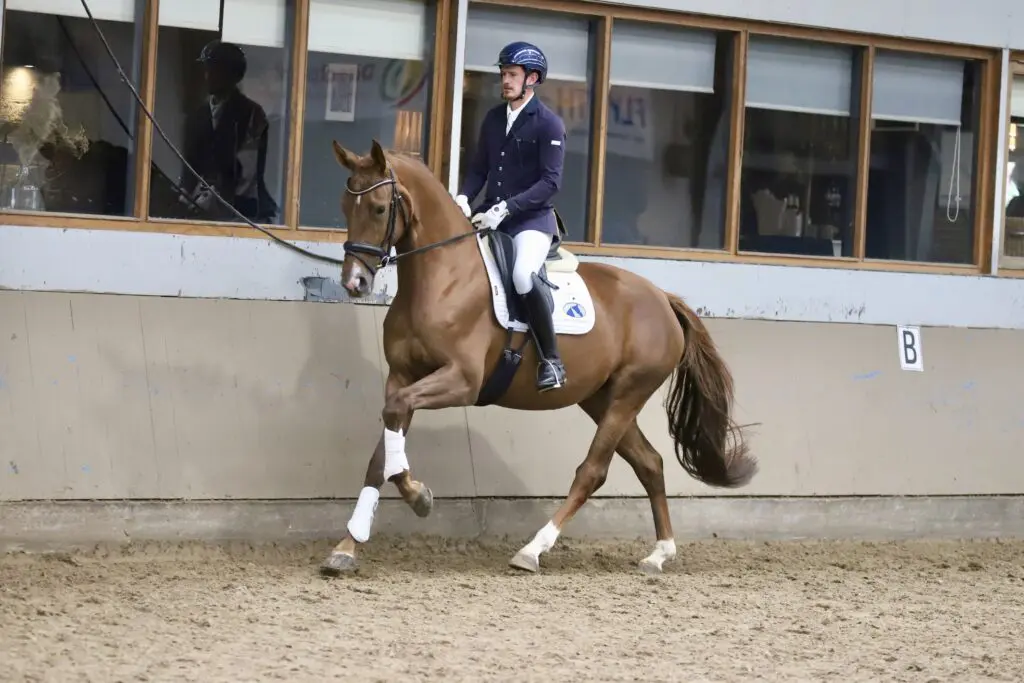 IBOP Houten: Soulsister Wolfshoeve topscoorder met 80 punten featured image