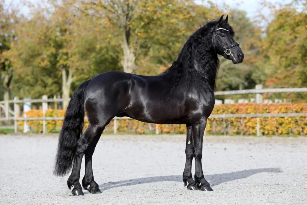 KFPS schrijft zeven nieuwe Friese stamboekhengsten in featured image