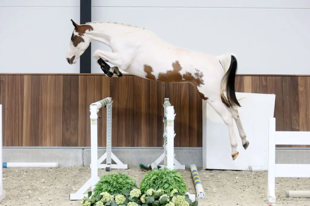 Zangersheide 365 Auctions: 24.000 euro voor Emir 28 Z, ook bont in trek featured image