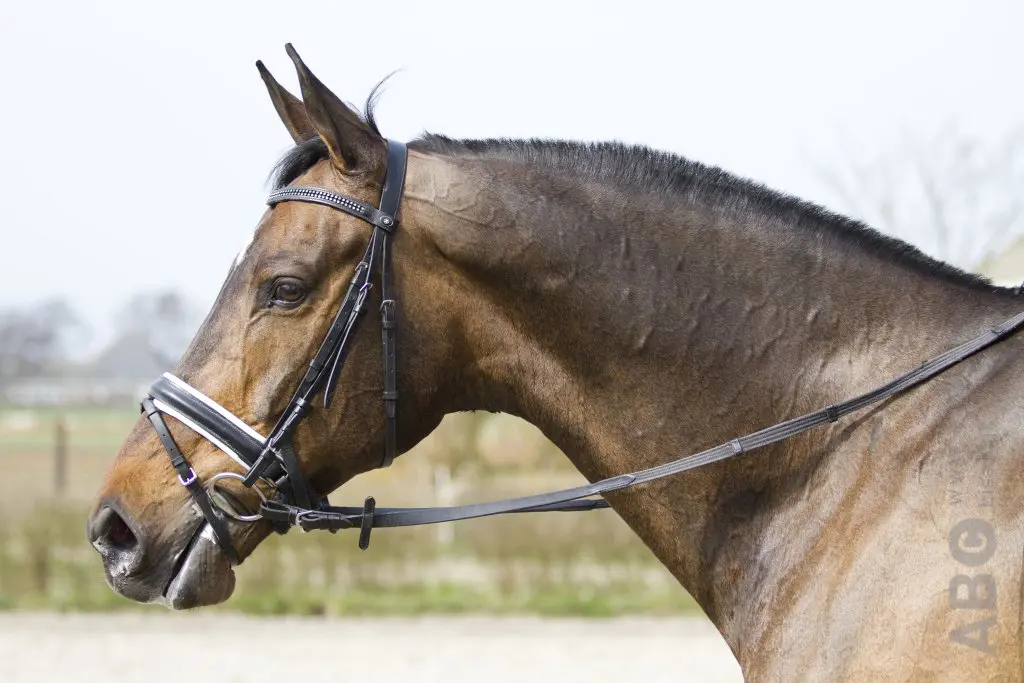 CDI3* Grand Prix op trens per 1 januari 2026 mogelijk featured image